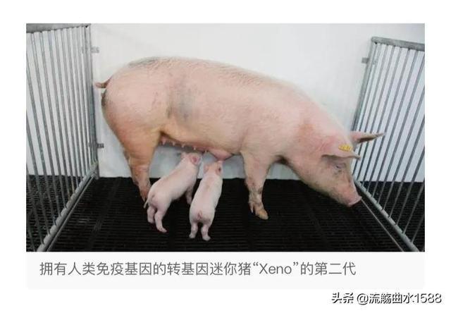 _基因移植技术需要多少钱_器官移植基因